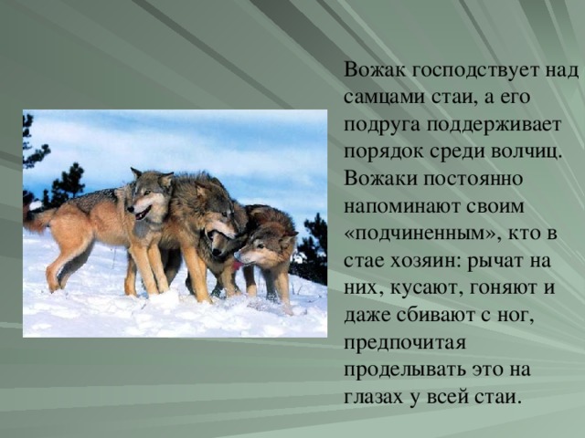 Вожак господствует над самцами стаи, а его подруга поддерживает порядок среди волчиц. Вожаки постоянно напоминают своим «подчиненным», кто в стае хозяин: рычат на них, кусают, гоняют и даже сбивают с ног, предпочитая проделывать это на глазах у всей стаи.