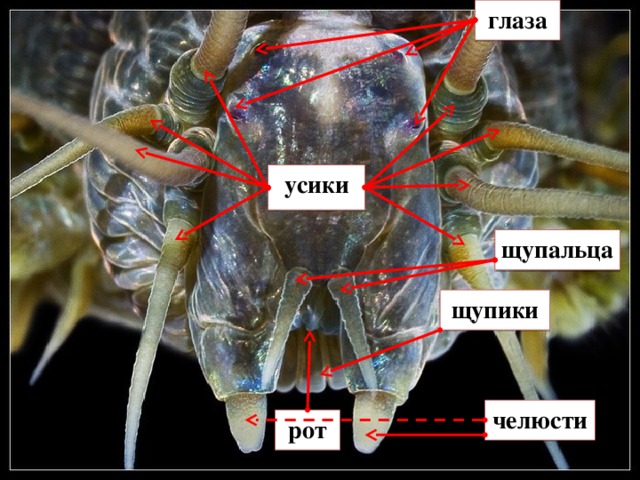 глаза усики щупальца щупики челюсти рот