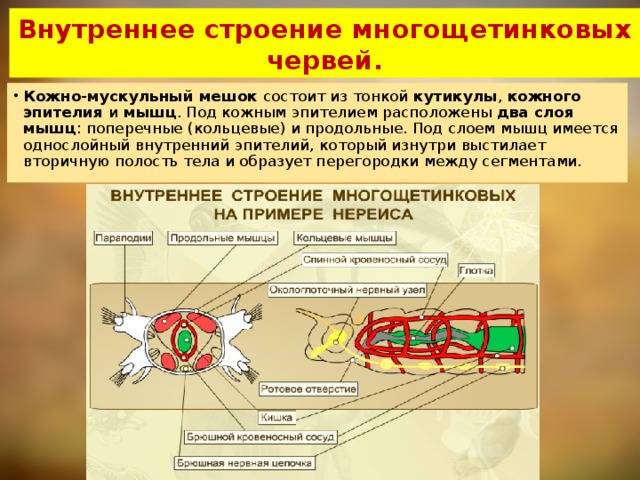 Внутреннее строение многощетинковых червей.