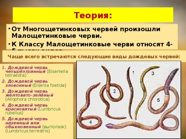 Теория: От Многощетинковых червей произошли Малощетинковые черви. К Классу Малощетинковые черви относят 4-5 тысяч видов. Чаще всего встречаются следующие виды дождевых червей: 1. Дождевой червь четырёхгранный  (Eiseniella tetraedra) 2. Дождевой червь зловонный  (Eisenia foetida) 3. Дождевой червь желтовато-зелёный  (Allophora chlorotica)  4. Дождевой червь красноватый  (Lumbricus rubellus) 5. Дождевой червь наземный или обыкновенный  (выползок) (Lumbricus terrestris)