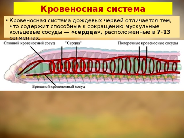 Кровеносная система