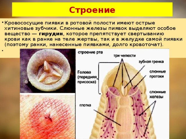 Строение