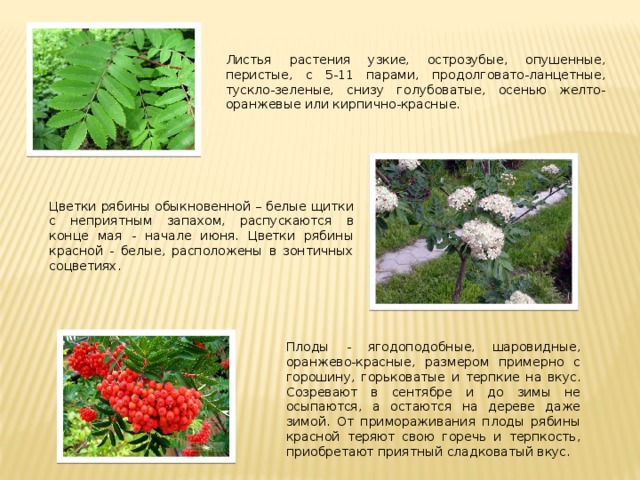 Листья растения узкие, острозубые, опушенные, перистые, с 5-11 парами, продолговато-ланцетные, тускло-зеленые, снизу голубоватые, осенью желто-оранжевые или кирпично-красные. Цветки рябины обыкновенной – белые щитки с неприятным запахом, распускаются в конце мая - начале июня. Цветки рябины красной - белые, расположены в зонтичных соцветиях. Плоды - ягодоподобные, шаровидные, оранжево-красные, размером примерно с горошину, горьковатые и терпкие на вкус. Созревают в сентябре и до зимы не осыпаются, а остаются на дереве даже зимой. От примораживания плоды рябины красной теряют свою горечь и терпкость, приобретают приятный сладковатый вкус.