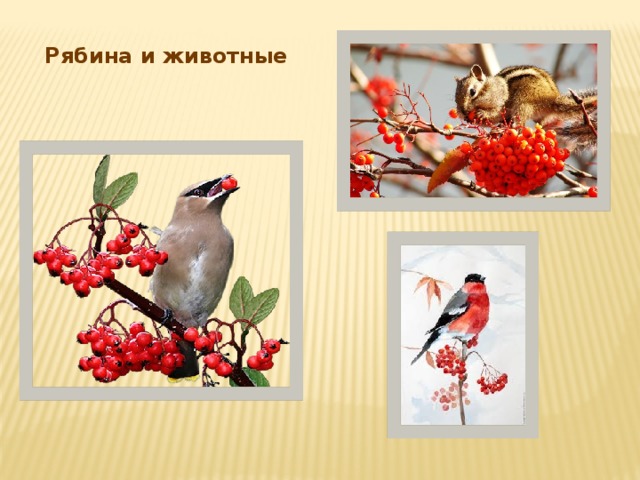 Рябина и животные