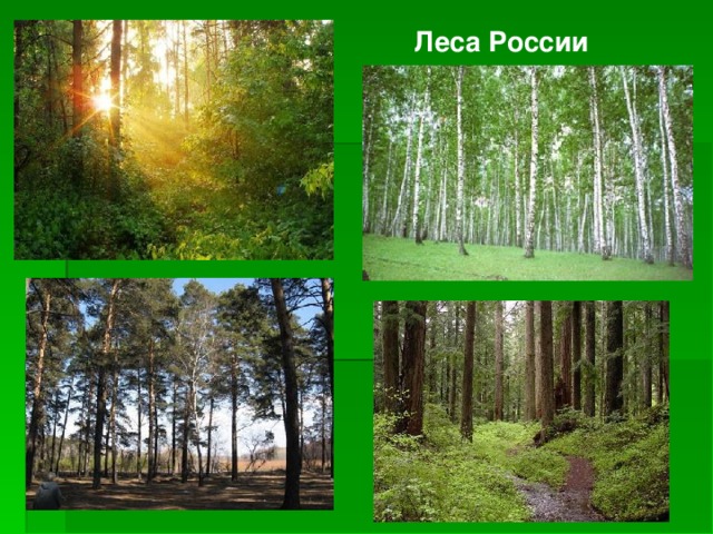 Леса России