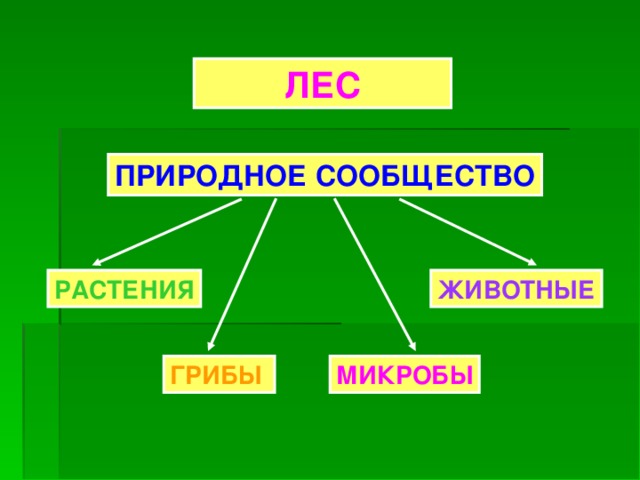 ЛЕС ПРИРОДНОЕ СООБЩЕСТВО РАСТЕНИЯ ЖИВОТНЫЕ ГРИБЫ МИКРОБЫ