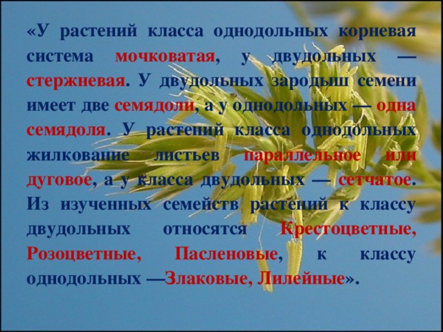 «У растений класса однодольных корневая система мочковатая , у двудольных — стержневая . У двудольных зародыш семени имеет две семядоли , а у однодольных — одна семядоля . У растений класса однодольных жилкование листьев параллельное или дуговое , а у класса двудольных — сетчатое . Из изученных семейств растений к классу двудольных относятся Крестоцветные, Розоцветные, Пасленовые , к классу однодольных — Злаковые, Лилейные ».