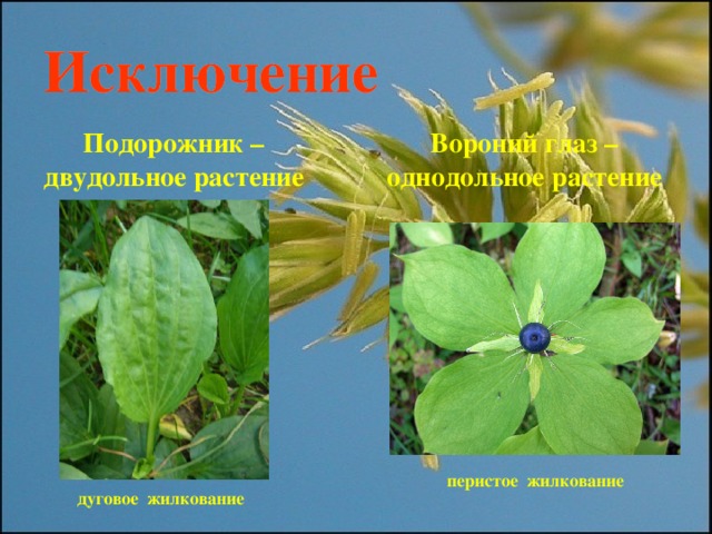 Исключение Подорожник – двудольное растение Вороний глаз – однодольное растение перистое жилкование дуговое жилкование
