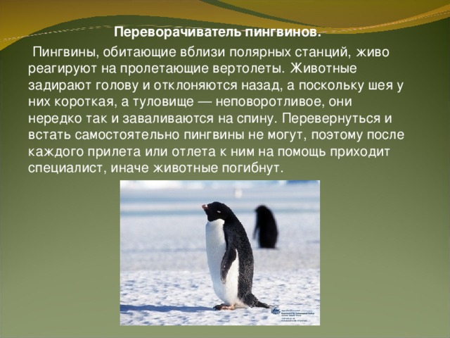   Переворачиватель пингвинов.  Пингвины, обитающие вблизи полярных станций, живо реагируют на пролетающие вертолеты. Животные задирают голову и отклоняются назад, а поскольку шея у них короткая, а туловище — неповоротливое, они нередко так и заваливаются на спину. Перевернуться и встать самостоятельно пингвины не могут, поэтому после каждого прилета или отлета к ним на помощь приходит специалист, иначе животные погибнут.