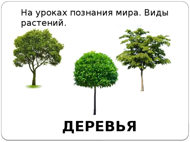 На уроках познания мира. Виды растений. ДЕРЕВЬЯ