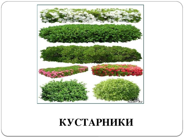КУСТАРНИКИ