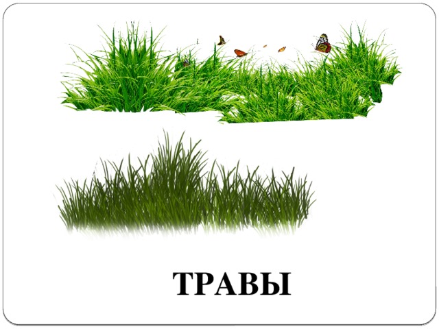 ТРАВЫ