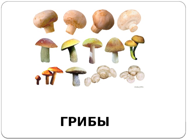 ГРИБЫ