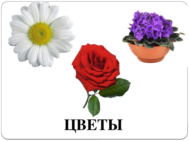 ЦВЕТЫ