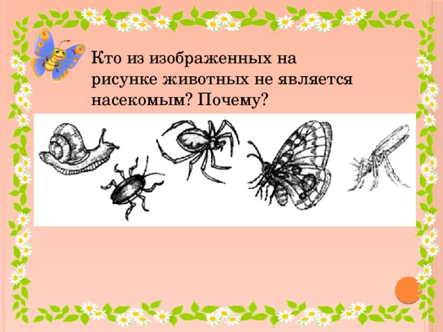 Кто из изображенных на рисунке животных не является насекомым? Почему?