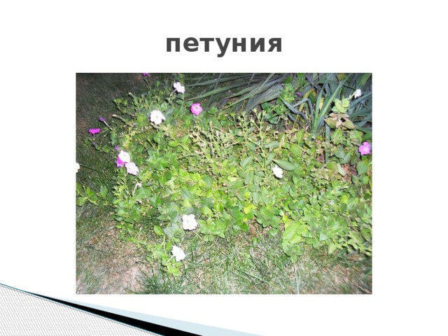 петуния