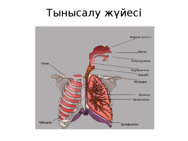 Тыныс алу жүйесінің. Тыныс алу мүшелері презентация. Niysi. Дем алу органы.
