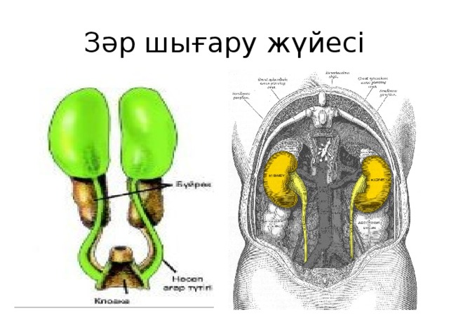 Зәр шығару жүйесі