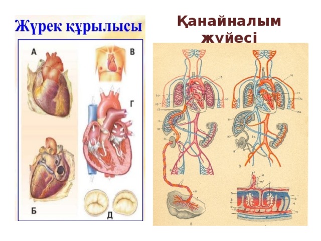 Кіші қан айналым шеңбері