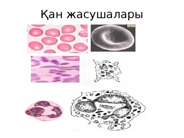 Қан жасушалары