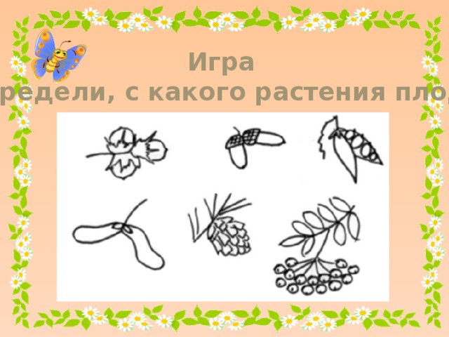 Игра  «Определи, с какого растения плоды»