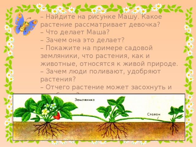 – Найдите на рисунке Машу. Какое растение рассматривает девочка? – Что делает Маша? – Зачем она это делает? – Покажите на примере садовой земляники, что растения, как и животные, относятся к живой природе. – Зачем люди поливают, удобряют растения? – Отчего растение может засохнуть и погибнуть? – Как размножается садовая земляника?