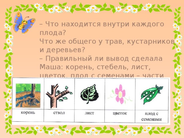 – Что находится внутри каждого плода? Что же общего у трав, кустарников и деревьев? – Правильный ли вывод сделала Маша: корень, стебель, лист, цветок, плод с семенами – части растений?