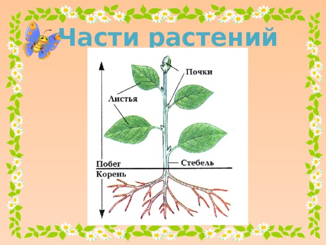 Части растений