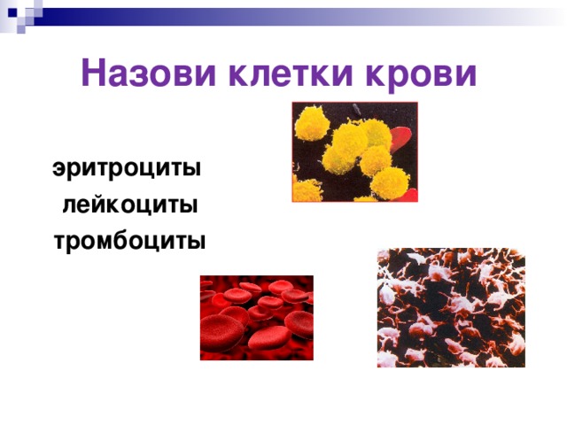 Назови клетки крови  эритроциты  лейкоциты  тромбоциты