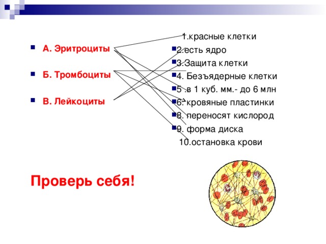 Наличие ядра человека