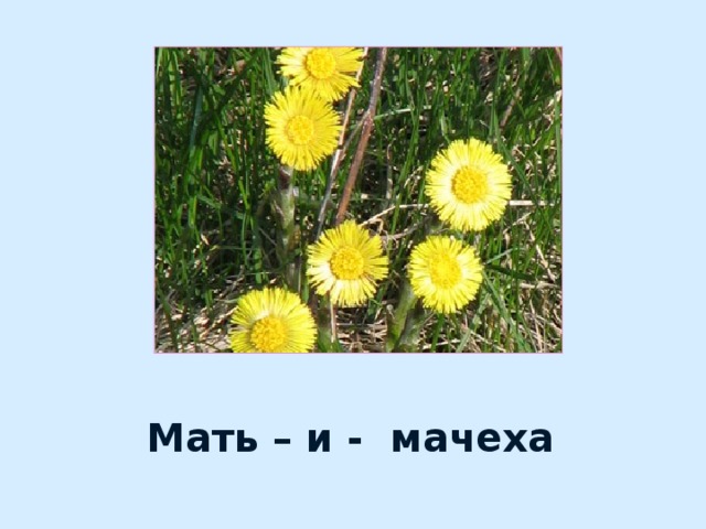 Мать – и - мачеха