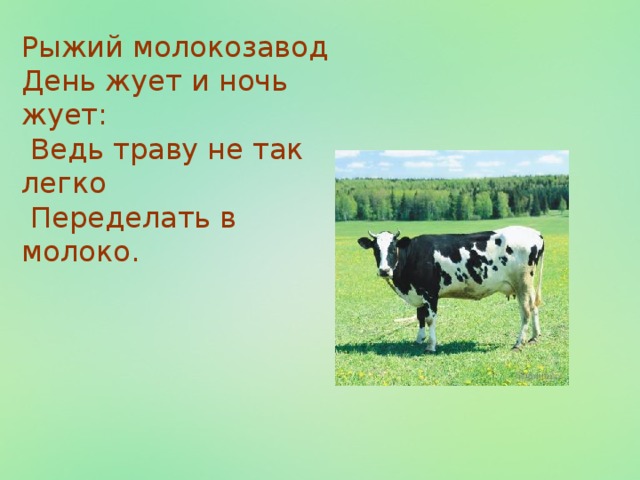 Рыжий молокозавод День жует и ночь жует:  Ведь траву не так легко  Переделать в молоко.