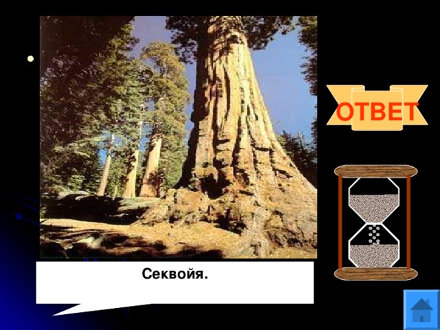 Вопрос 12 Род вечнозелёных хвойных деревьев. Относится к высочайшим деревьям (достигает высоты 110-112 метров и диаметр 6-10 метров). Живёт свыше 3000 лет. ОТВЕТ Секвойя.