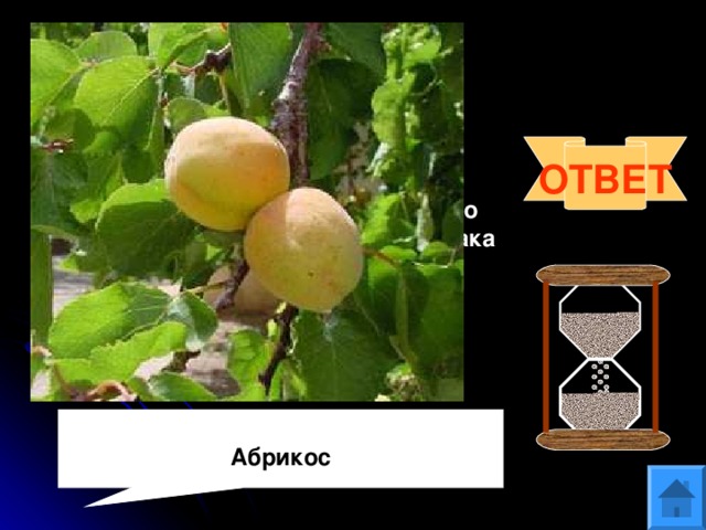Вопрос 9 В Древнем Риме их называли «невиданно вкусные оранжевые армянские яблоки». Карл Линней увековечил «армянское» происхождение этого культурного растения в его названии- армениака вульгарис. Что это за растение? ОТВЕТ Абрикос