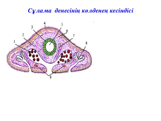 Сұлама денесінің көлденең кесіндісі