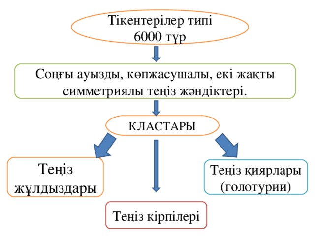 Тікентерілер типі 6000 түр Соңғы ауызды, көпжасушалы, екі жақты симметриялы теңіз жәндіктері. КЛАСТАРЫ Теңіз жұлдыздары Теңіз қиярлары (голотурии) Теңіз кірпілері