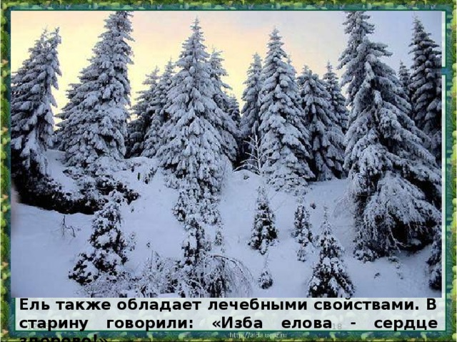 Ель также обладает лечебными свойствами. В старину говорили: «Изба елова - сердце здорово!» 12/15/16