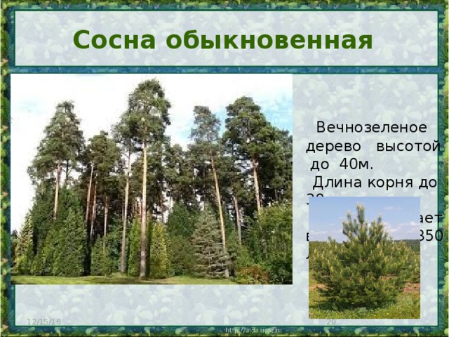 Сосна обыкновенная  Вечнозеленое дерево высотой до 40м.   Длина корня до 30 м.  Сосна доживает в среднем до 350 лет. 12/15/16