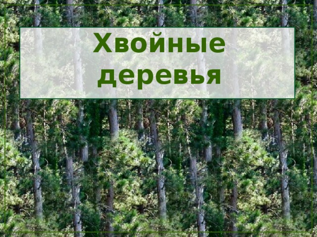 Хвойные деревья