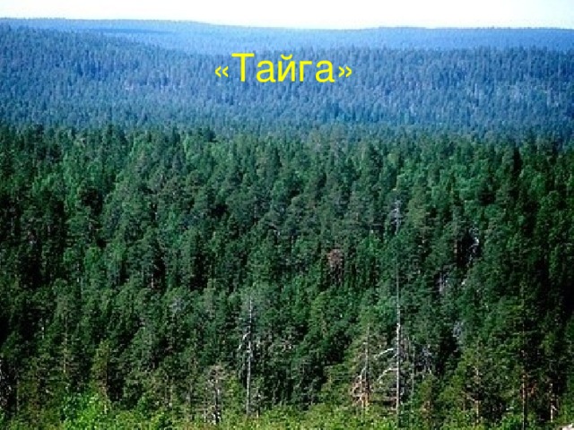 « Тайга »