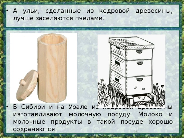 А ульи, сделанные из кедровой древесины, лучше заселяются пчелами. В Сибири и на Урале из кедровой древесины изготавливают молочную посуду. Молоко и молочные продукты в такой посуде хорошо сохраняются. 