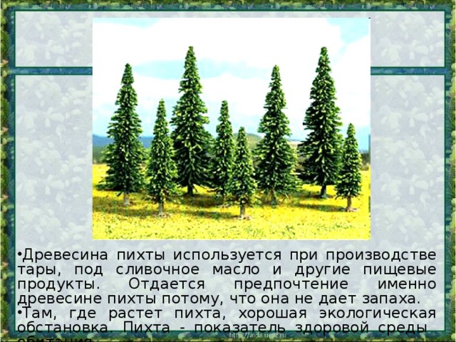 Древесина пихты используется при производстве тары, под сливочное масло и другие пищевые продукты. Отдается предпочтение именно древесине пихты потому, что она не дает запаха. Там, где растет пихта, хорошая экологическая обстановка. Пихта - показатель здоровой среды обитания.