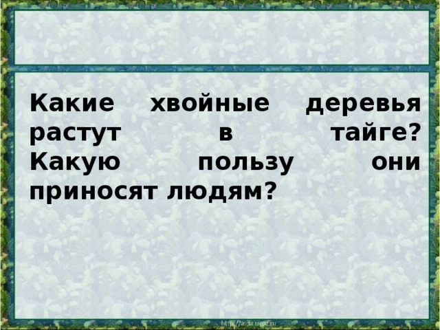 Какие хвойные деревья растут в тайге?  Какую пользу они приносят людям?