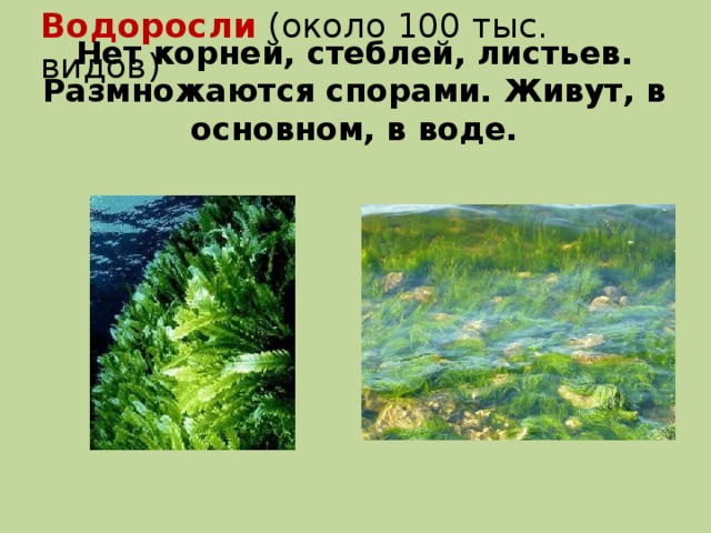 Водоросли (около 100 тыс. видов) Нет корней, стеблей, листьев. Размножаются спорами. Живут, в основном, в воде.