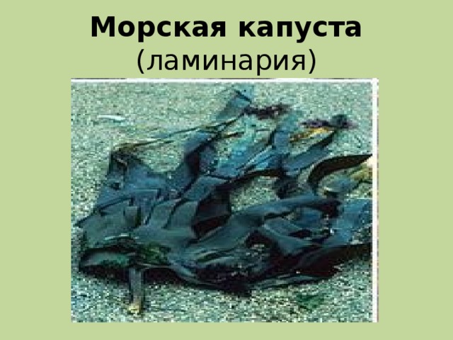 Морская капуста (ламинария)