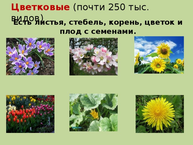 Цветковые (почти 250 тыс. видов) Есть листья, стебель, корень, цветок и плод с семенами.