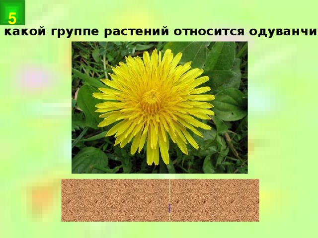 5 К какой группе растений относится одуванчик? цветковые