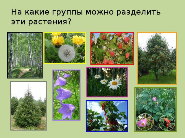 На какие группы можно разделить  эти растения?