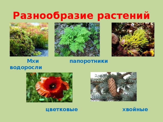 Разнообразие растений  Мхи папоротники водоросли   цветковые хвойные