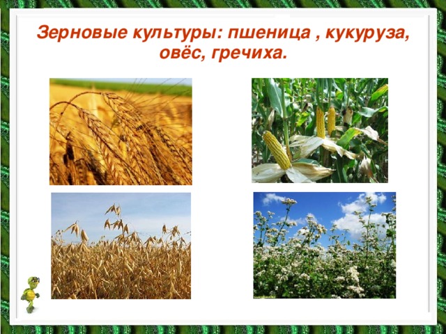 Зерновые культуры: пшеница , кукуруза, овёс, гречиха.